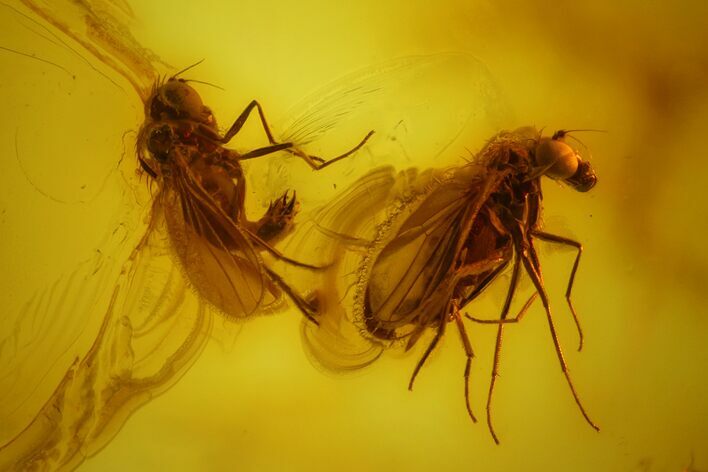 Two Fossil Flies (Dolichopodidae) In Baltic Amber #163513